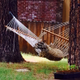 Illustration for article titled EXCLUSIVE BEAR PICTURES: Bear In A Hammock, Bear By A Trash Can